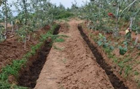 苹果树施肥时间和方法 苹果树施肥时间和方法是什么