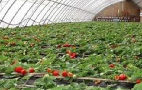 草莓冬季施肥方法（草莓冬季施肥方法视频）