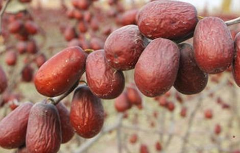 红枣烂果原因及防治措施