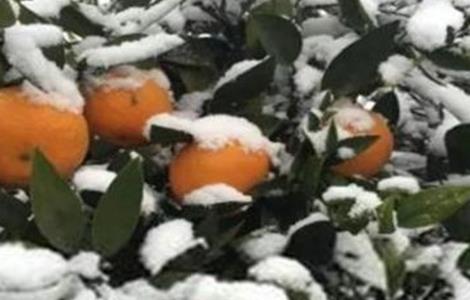 柑橘越冬注意事项