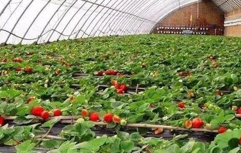 无公害草莓 生产标准