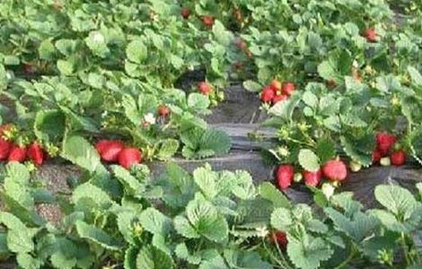 大棚草莓如何管理温湿度 草莓大棚温湿度控制