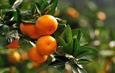 柑橘施肥时间和用量（柑橘全年施肥时间表及每株施多少肥）