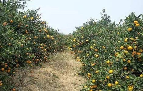 柑橘种植土壤要求 柑橘种植