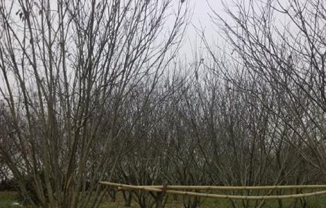 板栗树 冬季冻害 预防措施