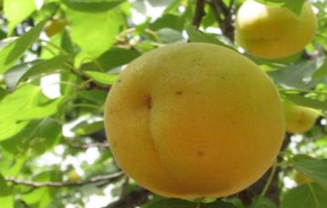 杏树烂果原因及防治措施 杏树烂果原因及防治措施视频