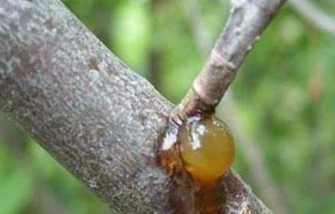 樱桃流胶病的防治方法 樱桃树流胶病的治疗方法