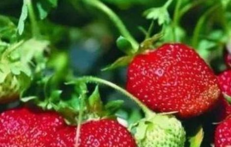 影响草莓果实膨大的五大因素（草莓果实膨大期）