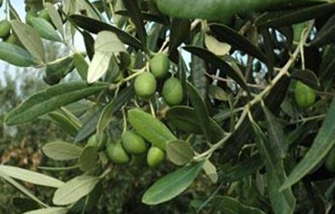 橄榄种植条件