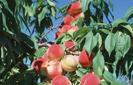 桃树种植常见问题（桃树种植常见问题及对策）
