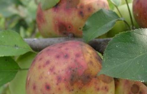 苹果缺钙原因及防治措施 缺钙可以使苹果发生的生理病害