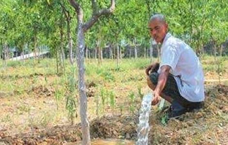 枣树施肥和浇水技巧（如何给枣树施肥）