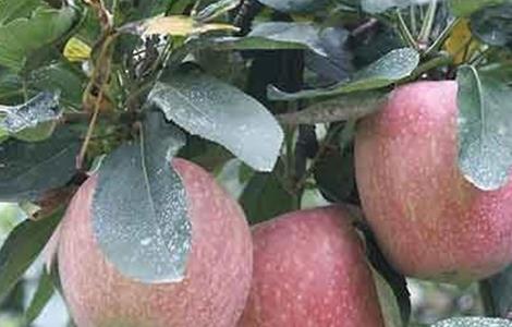 苹果补钙有哪些误区 苹果是补钙的还是补血的