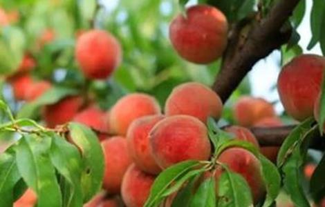 桃树采果后如何管理 桃树摘果后怎样管理?