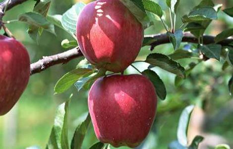 苹果树中后期管理要点 苹果树全年管理技术要点