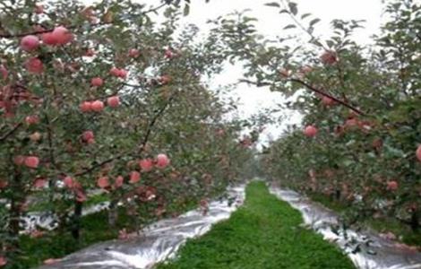 苹果园铺反光膜方法及注意事项 苹果园为什么铺反光膜