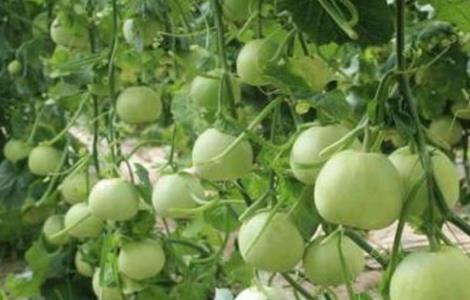 露地香瓜的种植技术 露地香瓜的种植技术和管理