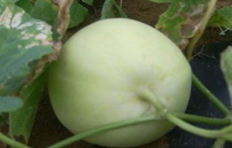露地香瓜的种植技术
