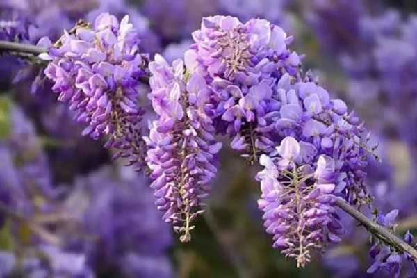 紫藤花芽与花苞区别，如何区分两者 紫藤花芽与花苞区别,如何区分两者的区别