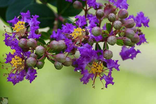 紫薇花能吃吗 怎样种植紫薇花