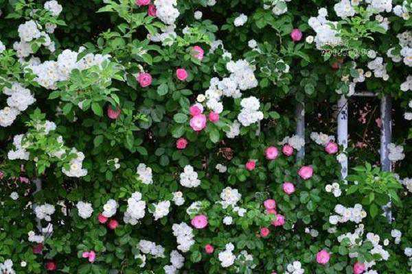 复合肥能给蔷薇花施肥吗 如何合理使用