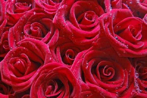玫瑰是什么植物，玫瑰对土壤和温度的要求