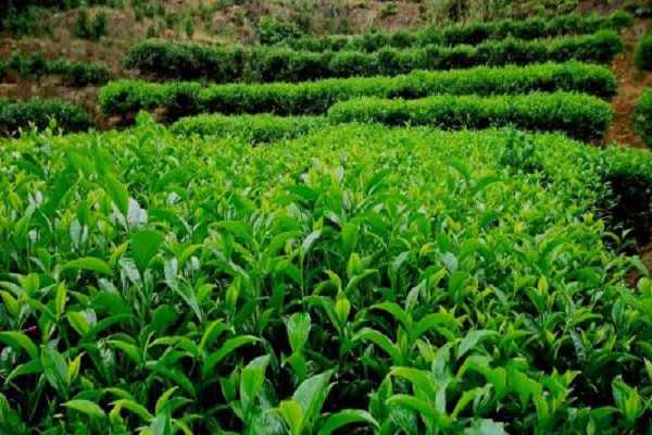 茶树怎么种植，茶树需要几年能长大 茶树怎么种植,茶树需要几年能长大叶子