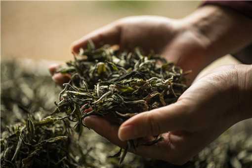茶叶种植前景如何 茶叶种植现状