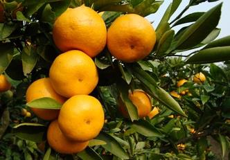 柑橘种植的受冻保树方法