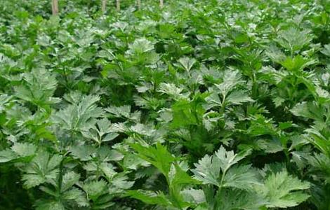 冬季芹菜的高效种植技术 冬季芹菜的高效种植技术与管理
