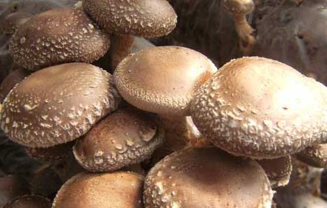 香菇人工种植成本预算 种植香菇需要投入多少