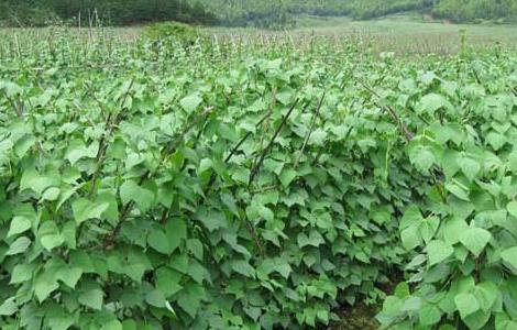 芸豆的种植技术 芸豆的种植技术及管理