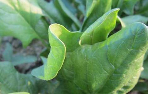 菠菜常见病虫害防治方法（菠菜常见病虫害防治方法图片）