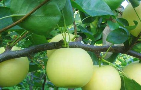 梨树的病虫害防治措施 梨树的病虫害防治措施是什么