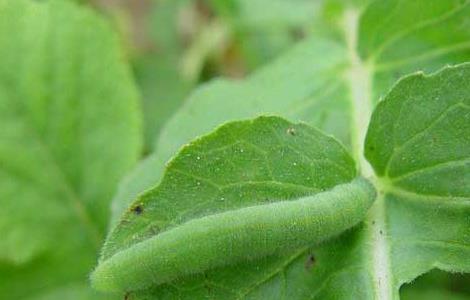 青菜主要虫害的防治方法 青菜的病虫害防治方法