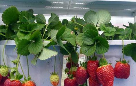 阳台草莓如何种植 阳台草莓如何种植和管理