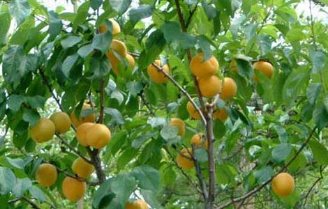 杏仁产地有哪些地方 杏仁产地有哪些地方可以种植