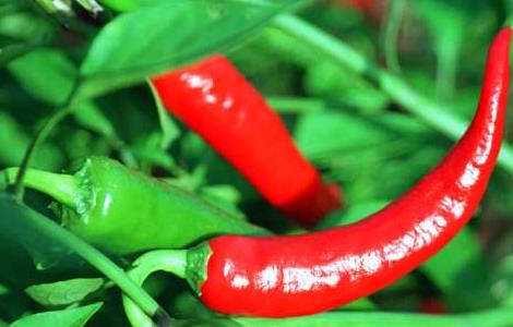辣椒属于什么类蔬菜 我们常吃的辣椒属于什么类蔬菜