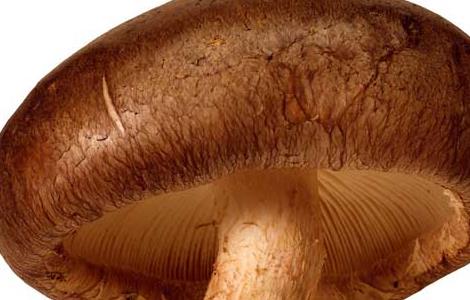 香菇和冬菇的区别有哪些 香菇和冬菇的区别有哪些功效