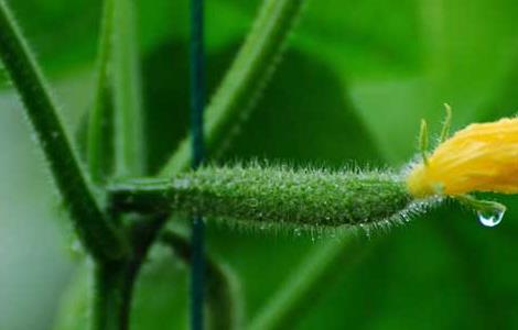 阳台黄瓜种植技术