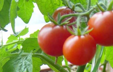 早春番茄育苗种植应需注意事项
