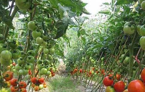 早春番茄育苗种植应需注意事项