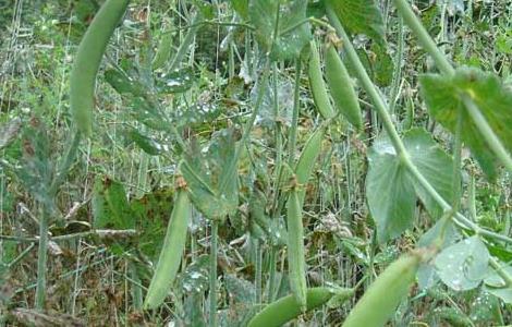 豌豆种植技术