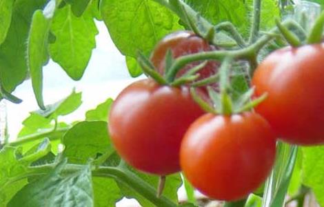 西红柿的种植技术（西红柿的种植技术视频）