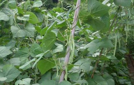 四季豆的种植条件