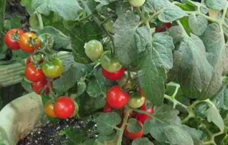 盆栽西红柿栽培技术