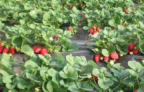 草莓种植中后期管理技术（草莓种植中后期管理技术视频）