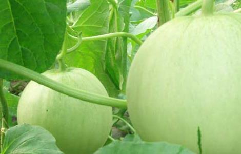 香瓜高产栽培技术 香瓜种植高产技术
