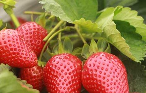 盆栽草莓的种植方法（阳台盆栽草莓的种植方法）