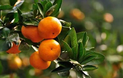 柑橘黄叶病防治技术 柑橘黄叶病防治技术研究